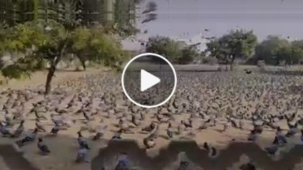 VIDEO : 'लो पधारो तैयार है भोजन प्रसादी जीमो सा' की आवाज सुनकर दाना चुगने आते हैं लाखों कबूतर