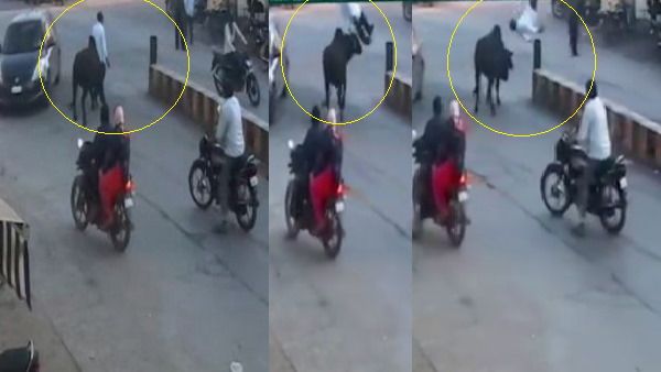 VIDEO: बुजुर्ग को काले सांड ने सींगों से उठाकर पटका, राहगीरों के लिए बना रोड़ा