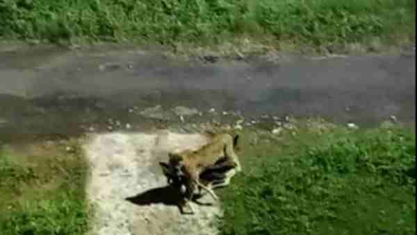 गाजियाबाद: तेंदुए को लेकर आर्डिनेंस फैक्टरी में चला सर्च ऑपरेशन, कुत्ते का शिकार करते VIDEO हुआ वायरल