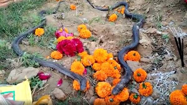कन्नौज: नाग की मौत के बाद नागिन ने भी तोड़ा दम, लोग करने लगे पूजा