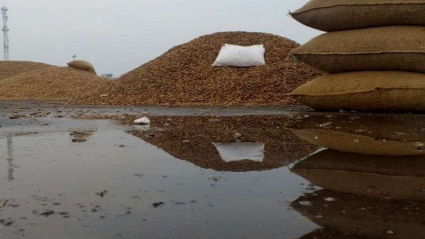 गुजरात में बेमौसम बारिशः मावठ की बूंदों से कपास, मक्का-मूंगफली के भंडार भीगे, हुआ बड़ा नुकसान