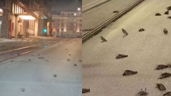 New Year की आतिशबाजी के बाद रोम की सड़कों पर बिछी पक्षियों की लाशें, दिल दहला देने वाला है Video