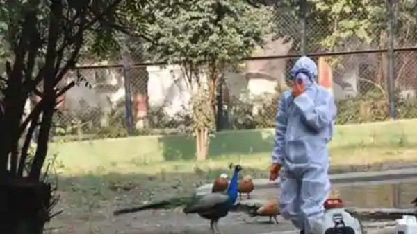 Bird Flu से खौफजदा दिल्ली, मयूर विहार के सेंट्रल पार्क में 100 से अधिक कौवे मृत