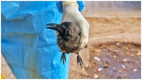 तेजी से पैर पसार रहा Bird Flu, देश के इन 12 राज्यों में एवियन इन्फ्लुएंजा की पुष्टि