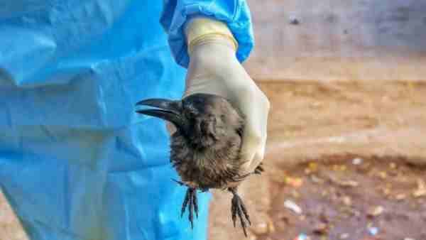 उत्तर प्रदेश बना Bird Flu की चपेट में आने वाला 7वां राज्य, हरियाणा सरकार ने उठाया ये बड़ा कदम