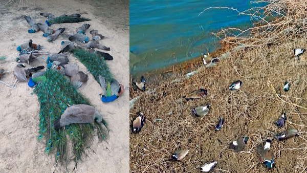 बर्ड फ्लू के खतरे के बीच गुजरात में 100 मुर्गियां, 10-10 कबूतर-टिटहरी और मोर मृत मिले