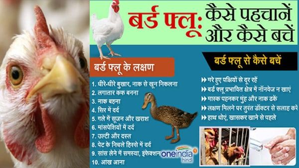 कोरोना से जंग लड़ रहे देश में 'बर्ड फ्लू' की दहशत: जानिए खतरनाक वायरस के लक्षण,बचाव और इलाज के बारे में सब कुछ