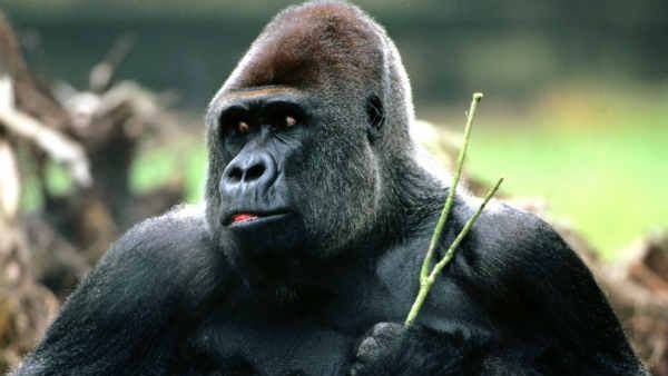 अमेरिका के अटलांटा जू में 13 गोरिल्ला पाए गए कोरोना संक्रमित, कर्मचारियों ने देखे ये लक्षण