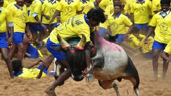 Pongal 2021: जानिए क्या है 'जल्‍लीकट्टू' महोत्सव, जिसका आनंद उठाते दिखे राहुल गांधी