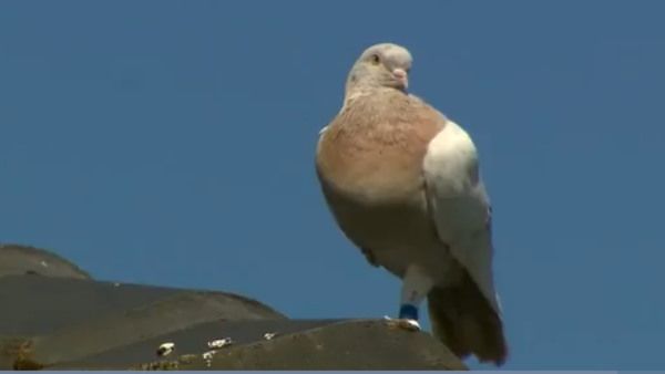 जानिए, 13 हजार KM दूर US से उड़कर आए एक कबूतर को क्यों मारना चाहता है ऑस्ट्रेलिया?