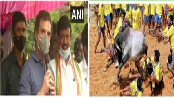 Jallikattu festival:कैसे तमिलनाडु चुनाव के लिए राहुल गांधी को कांग्रेस के पुराने स्टैंड से भागना पड़ा
