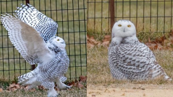 130 साल बाद इस पार्क में पहुंचा सफेद रंग का अनोखा उल्लू, सोशल मीडिया पर VIDEO वायरल