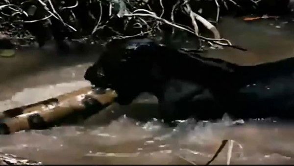 VIDEO: पानी में तेंदुए से भिड़ा एनाकोंडा, नहीं देखी होगी ऐसी लड़ाई