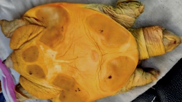 SIKAR : मिठाई विक्रेता को 16.50 लाख रुपए में बेचा मरा हुआ कछुआ, बोले-दूध में डालो, जिंदा हो जाएगा