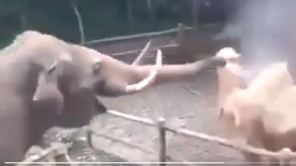 Viral Video: मस्ती के मूड में दिखा हाथी, सूंड में पानी भरकर ऊंट के साथ खेली 'होली'