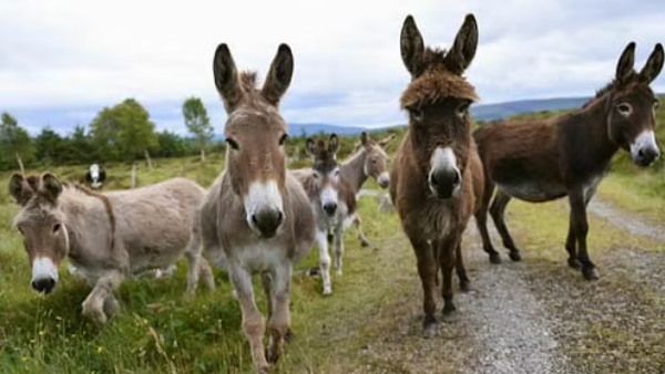 आंध्रप्रदेश में अचानक क्यों बढ़ गई गधे के मांस की डिमांड, जानिए वजह