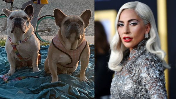 लेडी गागा के चेहरे पर लौटी मुस्कान, वापस मिले खोए हुए डॉग्स, रखा था 3 करोड़ रुपए का इनाम