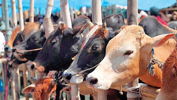 Cow science exam: स्थगित की गई गौ विज्ञान परीक्षा, ये है वजह
