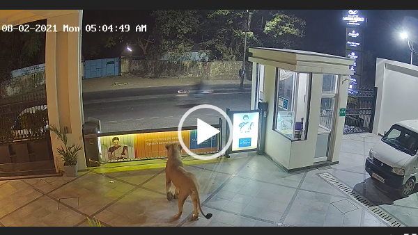 VIDEO:जब होटल का मुआयना करने पहुंचा जंगल का राजा, तो सिक्योरिटी गार्ड की हालत हुई खराब
