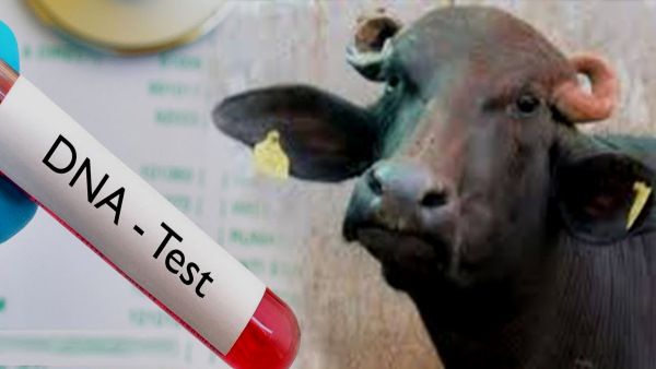 UP: अब चोरी हुए भैंसे के असली मालिक का होगा खुलासा, सच्चाई जानने के लिए DNA टेस्ट की तैयारी