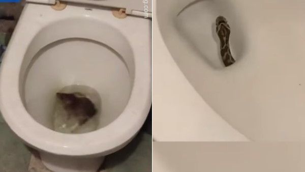VIDEO: जब टॉयलेट शीट में दिखा सांप और चूहा