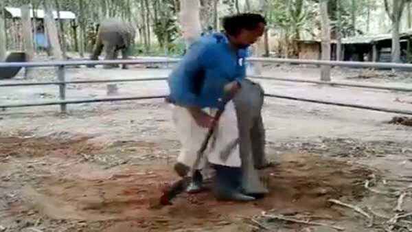 Video: मालिक को मेहनत करता देख नन्हे हाथी को सूझी शैतानी, मस्‍ती देख भूल जाएंगे सारी टेंशन
