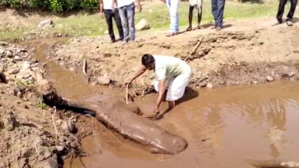 Rajasthan Camel : दलदल में फंस गया रेगिस्तान का जहाज, फिर यूं चला रेस्क्यू ऑपरेशन, देखें Video