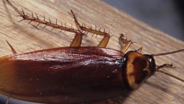 कॉकरोच से डरती है पत्नी, तलाक की अर्जी दाखिल करेगा पति