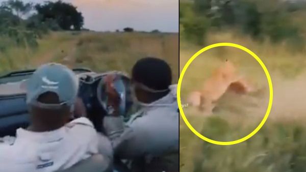 Video: हिरण पर बिजली की तेजी से झपटा शेर, खुली जीप में बैठे पर्यटकों की हुई हवा टाइट