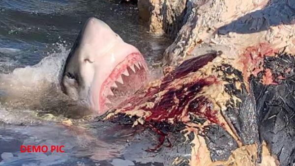 VIDEO: मरी व्हेल पर टूट पड़ी टाइगर शार्क, वीडियो देख सहम जाएगा आपका दिल!