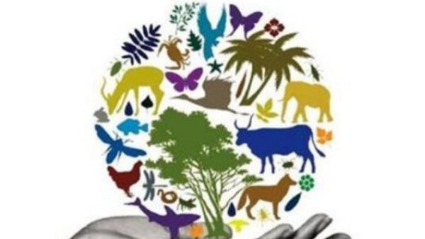 International Day for Biological Diversity: कोरोना महामारी के बीच क्यों बढ़ गया है जैव विविधता का महत्व