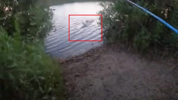 मछली पकड़ रहे शख्स के पीछे पड़ा विशालकाय मगरमच्छ, जंगल तक किया पीछा और फिर...देखें Video