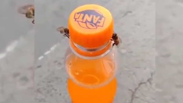 ये प्यास है बड़ी: Fanta पीने के लिए दो मधुमक्खियों ने मिलकर खोला बोतल का ढक्कन, Video Viral