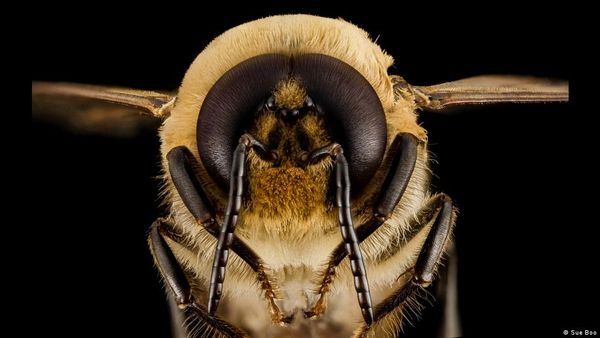 क्या हुआ जो मधुमक्खियां मर रही हैं