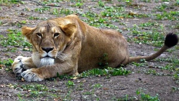 चेन्नई ZOO के 4 शेरों के सैंपल में मिला डेल्टा वेरिएंट, अब तक 2 की हो चुकी मौत