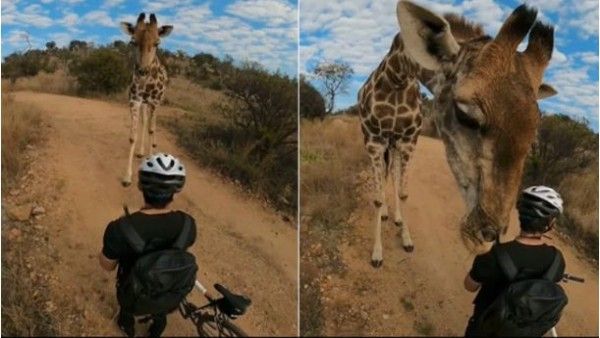 Video: गर्लफ्रेंड के साथ सैर पर जा रहे थे मोजर, तभी सामने से आए जिराफ ने कुछ ऐसा किया कि...थम गईं सांसें