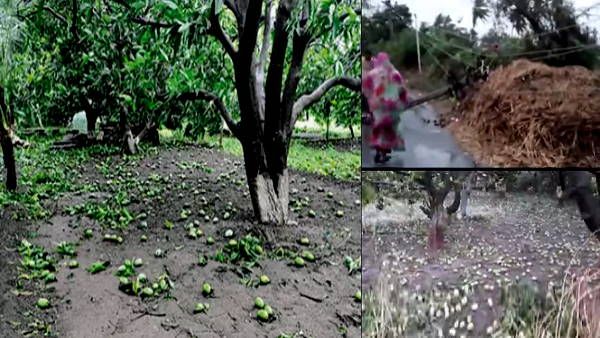 किसान ने कोरोनाकाल में गांव से घर बेचकर आम का बाग संभाला था, तूफान से सब कुछ बर्बाद हो गया