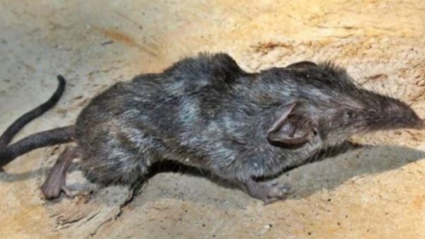 देश में खोजा गया दुर्लभ प्रजाति का स्तनधारी जीव, चूहे जैसे दिखने वाले प्राणी ने वैज्ञानिकों को किया हैरान