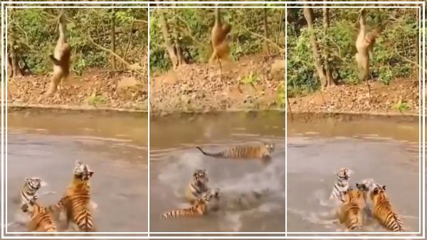 'क्या शिकारी बनेगा रे तू': एक बंदर को पकड़ने में 5 चीतों की फूली सांसें, Video देख देंगे हिम्मत की दाद
