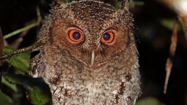 125 साल बाद दिखा अत्यंत दुर्लभ प्रजाति का उल्लू, नारंगी रंग की हैं आंखें, कुदरत के करिश्मे को सलाम