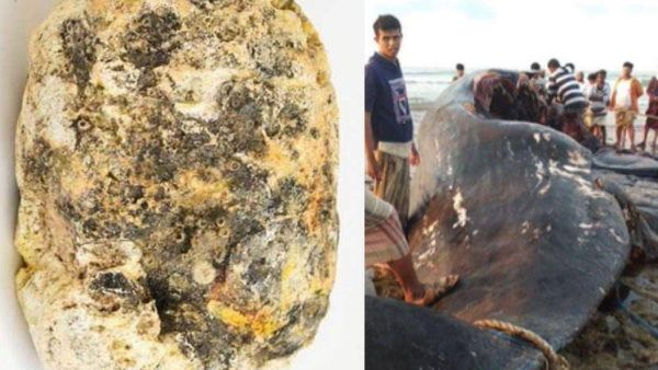 समुद्र में मछुआरों के हाथ लगा 'दुलर्भ खजाना', तैरती मिली व्हेल की उल्टी और बन गये करोड़पति