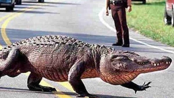 पोस्ट ऑफिस में 7 फीट लंबा घड़ियाल देख लोगों की निकली चीख, यूजर ने कहा- शिकायत करने आया होगा