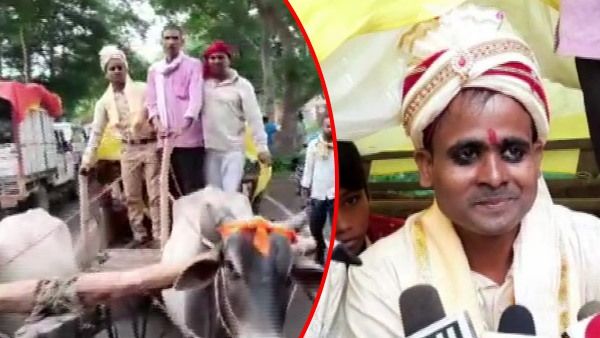 Video: देसी स्टाइल में बैलगाड़ी पर दूल्हे ने निकाली बारात, लोगों को दिखाना था- पूर्वज कैसे करते थे शादी