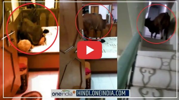 VIDEO : 3 मंजिला मकान पर चढ़कर रूम में बैड पर जा बैठा बैल, जानिए फिर 4 घंटे बाद नीचे कैसे उतरा?