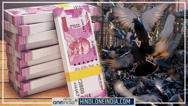 करोड़पति कबूतर : इनके पास 20 करोड़ की जमीन व 30 लाख का बैंक बैलेंस, जानिए कैसे बने ये इतने अमीर?