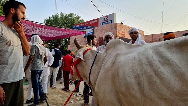 हरियाणा: थाने का घेराव कर किसानों ने गाय लाकर बांधी, कहा- अब सभी अपने मवेशियों को यहीं लाएंगे