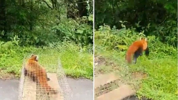 Video: पहले दुर्लभ रेड पांडा को बहने से बचाया, फिर पिंजरे से कर दिया उसे आजाद, इंटरनेट पर वायरल हुआ वीडियो
