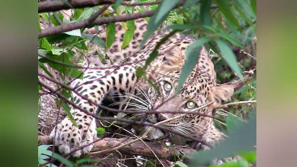 गुजरात: गांव के बाहर 70 साल के बुजुर्ग पर टूट पड़ा तेंदुआ, ले ली जान, दहशत के साए में लोग