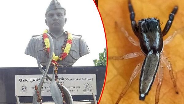 मकड़ी को मिला 26/11 हमले के हीरो तुकाराम ओंबले का नाम, 23 गोलियां खाकर भी नहीं छोड़ा था कसाब का गिरेबान