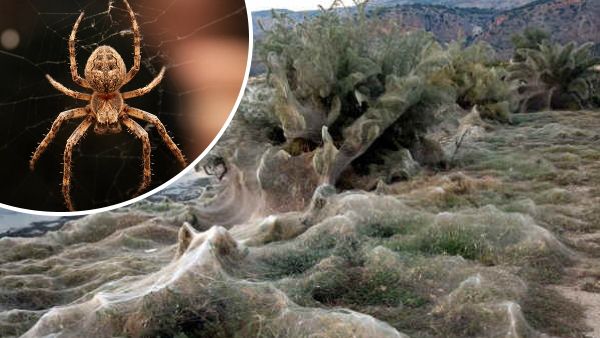 मकड़ी के जाल की 'चादर' से ढका ऑस्ट्रेलिया का ये इलाका, जानिए कयामत का इशारा या कोई और वजह